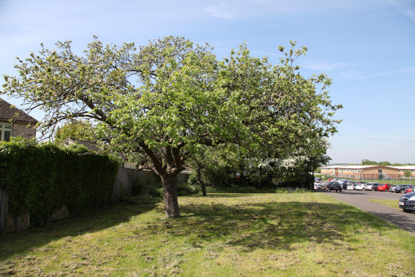 Apple trees near Malmesbury School and The Activity Zone