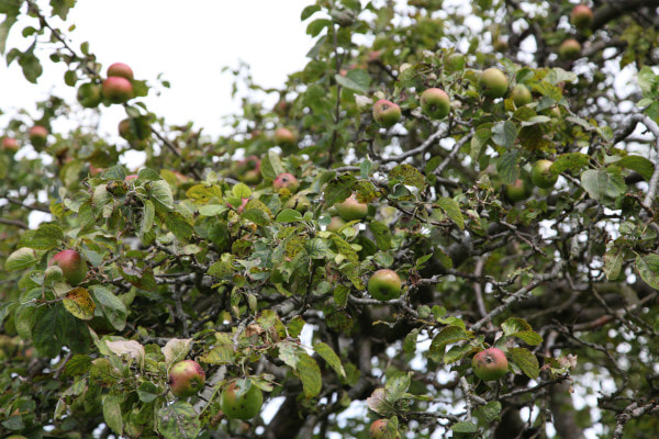 Forage for free fruit in Malmesbury